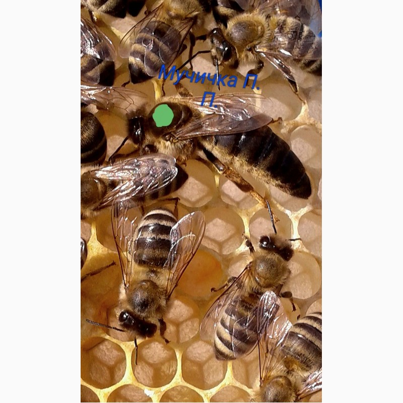 Фото 2. Продам Бджолопакети Карпатської породи, (торг возможен) Плодні Пчеломатки карпатки