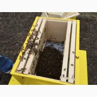 Продам бджолопакети (українська степова бджола) (пчелопакеты)