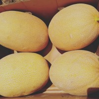 Продам дыню сорт Придестровка от поставщика С 3 тонны