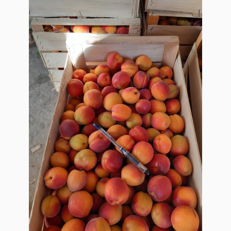 Фото 2. Продам абрикосы с сада сладкие. Есть объём