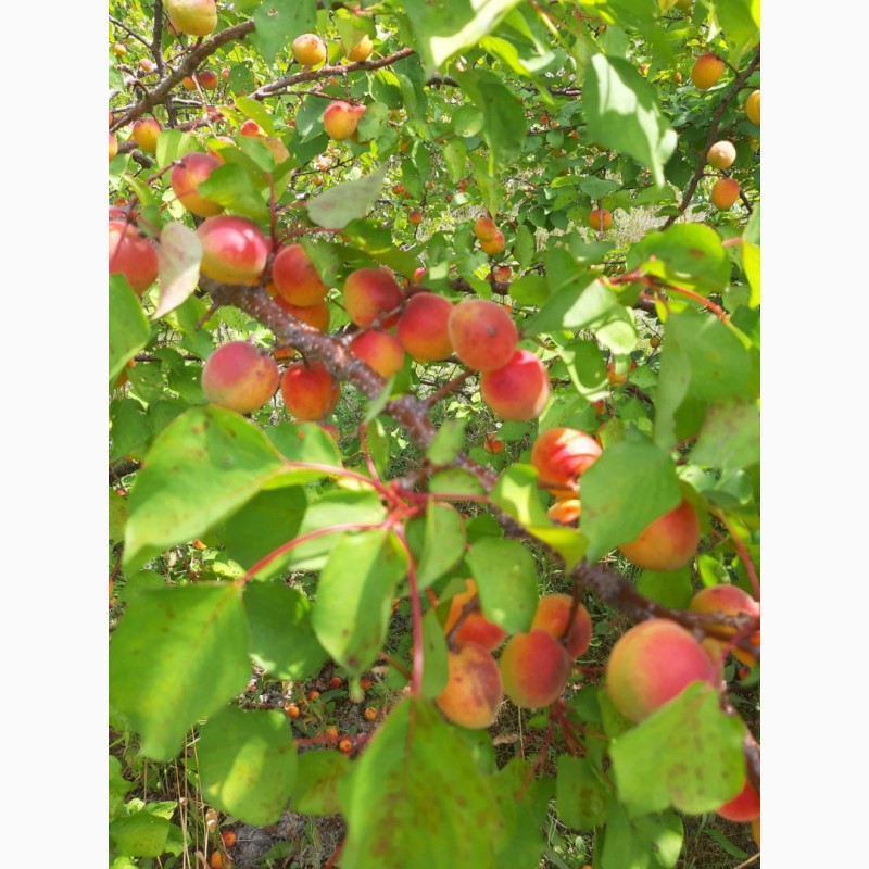 Фото 3. Продам абрикосы с сада сладкие. Есть объём