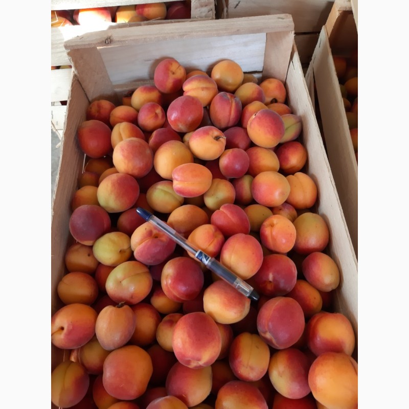 Фото 4. Продам абрикосы с сада сладкие. Есть объём
