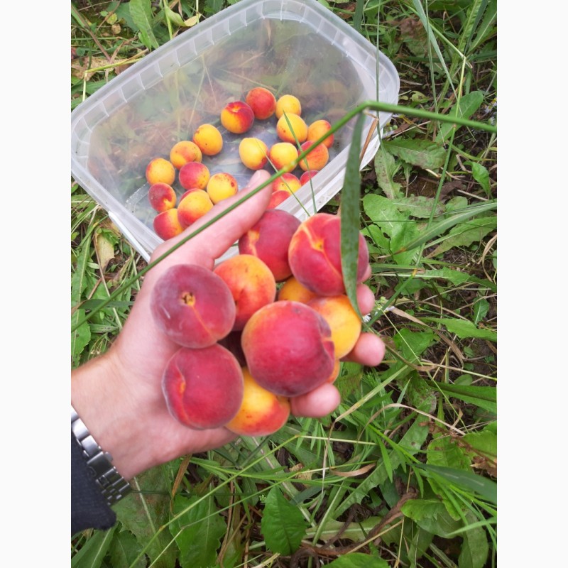 Фото 5. Продам абрикосы с сада сладкие. Есть объём