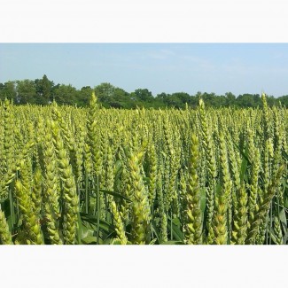 Пропоную насіння озимої пшениці Астарта