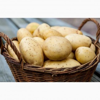 Продам насінневу картоплю
