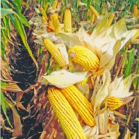 Гібрид кукурудзи ВН 6763 (ФАО 320)
