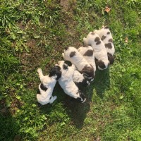 Продаются щенки Русского охотничьего спаниеля