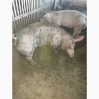 Продам мясные свиньи откорм