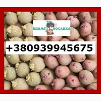 Продамо посадкову картоплю рожевих сортів від 5 тонн, є висока репродукція та для ринку