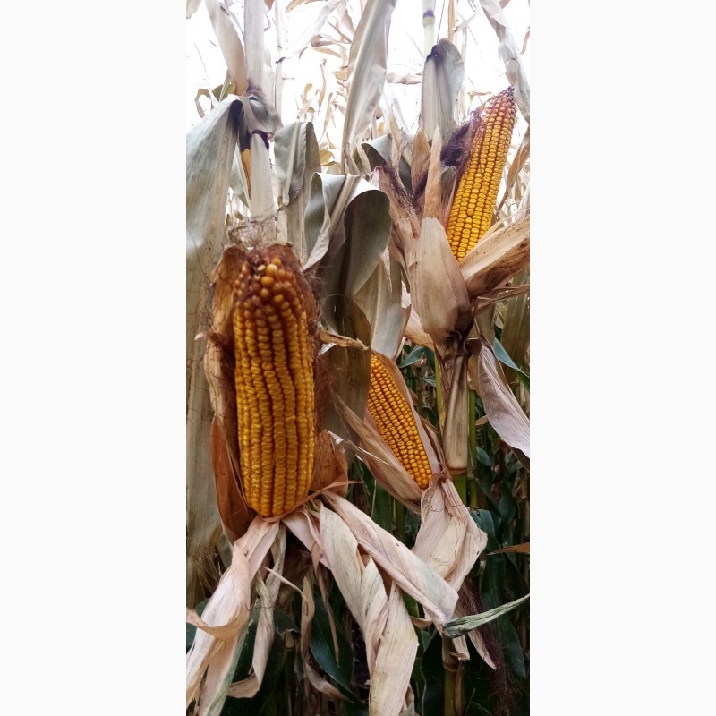 Фото 3. Продам семена кукурузы Кобза МВ15 ФАО-310, (фракция стандарт)