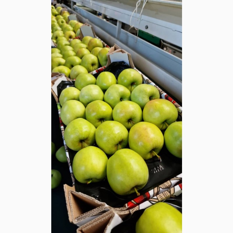Фото 3. Продам яблука сорту Голден Делішес, Айдаред, Муцу, Принц