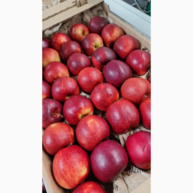 Фото 4. Продам яблука сорту Голден Делішес, Айдаред, Муцу, Принц