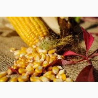 Продам базову кукурудзу великими об#039;єми на експорт