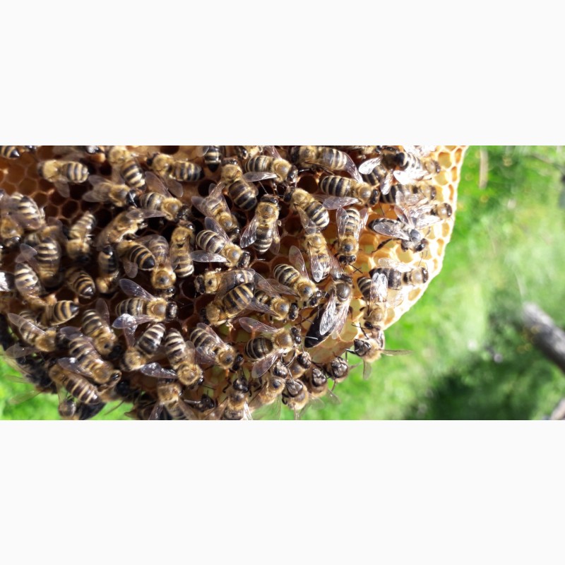 Фото 10. Бджоломатки Карпатки. Плідні матки Карпатки. Бджолинні матки. Продам ПЛІДНІ матки
