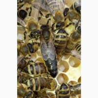 Продам бджоломатки( ціна договірна)