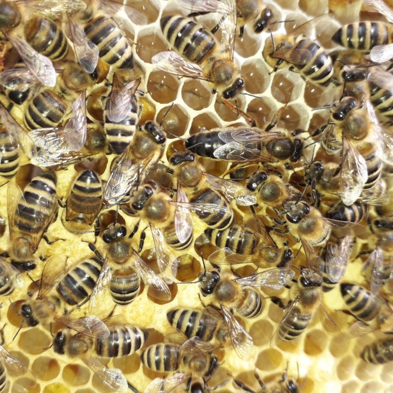Фото 2. Бджоломатки Карпатки. Плідні матки Карпатки. Бджолинні матки. Продам ПЛІДНІ матки