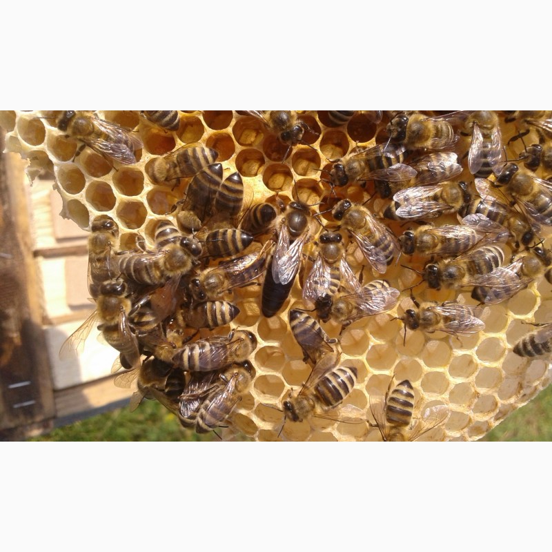 Фото 3. Бджоломатки Карпатки. Плідні матки Карпатки. Бджолинні матки. Продам ПЛІДНІ матки