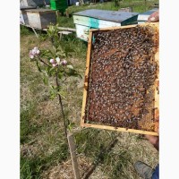 Продам бджоломатки