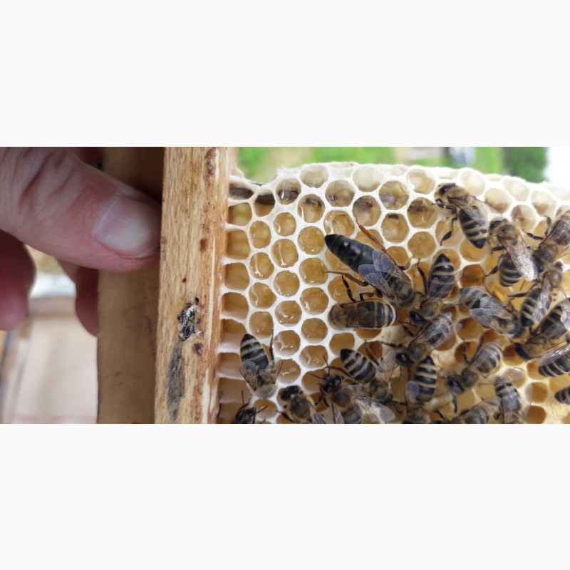 Фото 8. Бджоломатки Карпатки. Плідні матки Карпатки. Бджолинні матки. Продам ПЛІДНІ матки