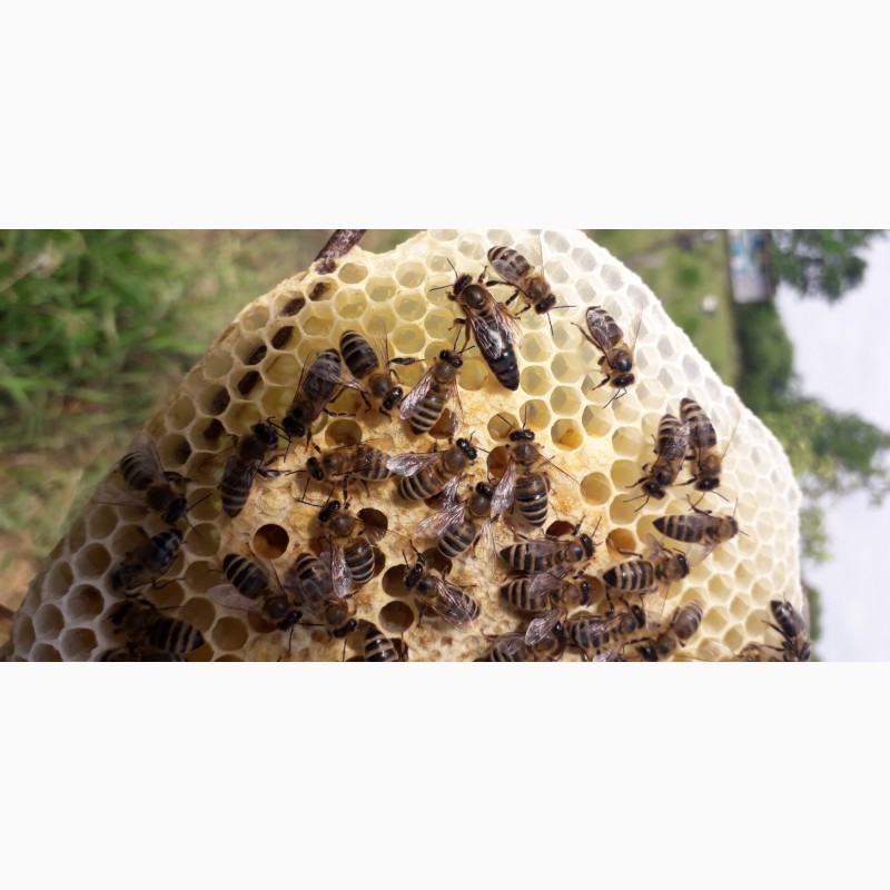 Фото 9. Бджоломатки Карпатки. Плідні матки Карпатки. Бджолинні матки. Продам ПЛІДНІ матки
