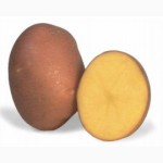 Продам насінну сортову картоплю по Україні (Роздріб, малий опт)