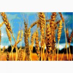 Озимая пшеница, озимый ячмень купить в Харькове элита, 1 реп
