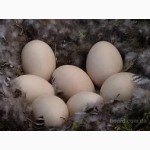 Яйцо куриное инкубационное Адлер серебристый