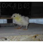 Продам 3-х суточных цыплят породы «Брама» (светлый окрас с серебристым отливом)