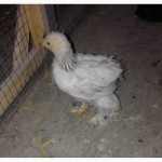 Продам 3-х суточных цыплят породы «Брама» (светлый окрас с серебристым отливом)