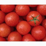 Продам рассаду томатов по 20коп./шт
