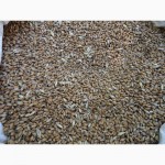 Продам пшеницу частично пораженную головней