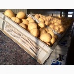 Продам семенной картофель / насіннєва картопля Уже принимаем заказы