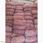 Продам товарный картофель сорт беларосса и ривьера 130 тонн