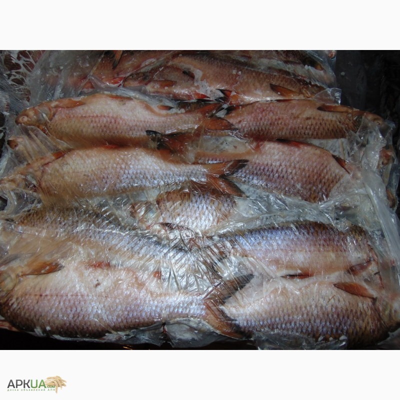 Фото 5. Замороженная речная рыба, плотва оптом. Возможен экспорт речной рыбы