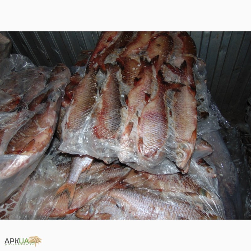 Фото 6. Замороженная речная рыба, плотва оптом. Возможен экспорт речной рыбы
