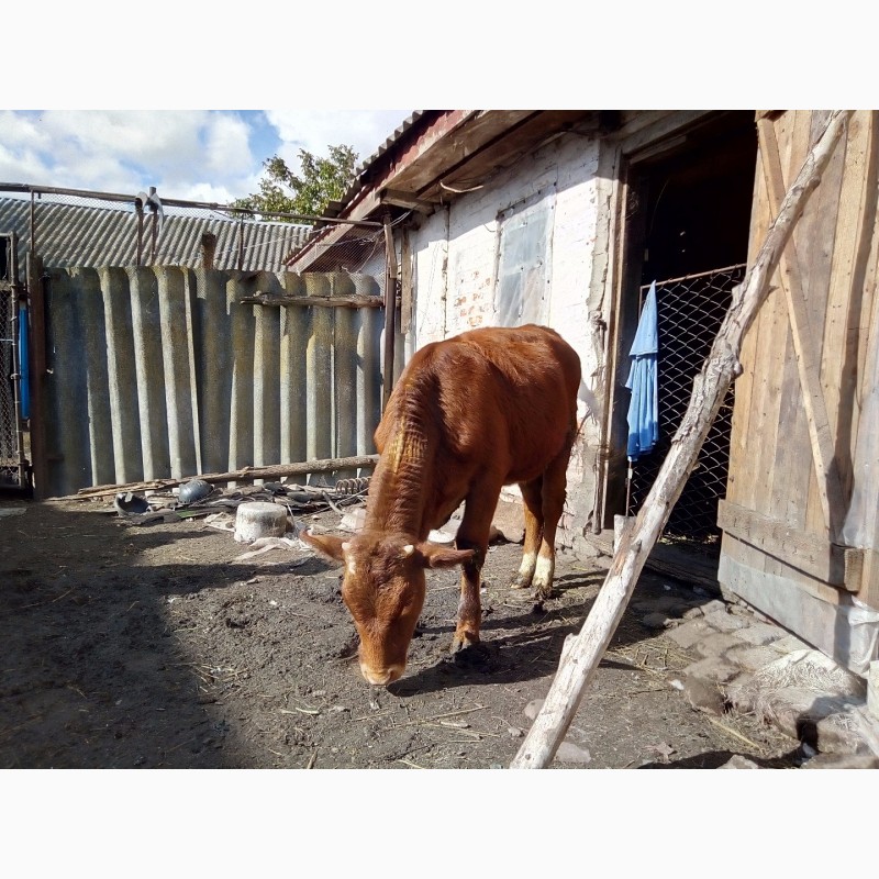 Фото 2. Продам тёлку на корову от хорошей дойной мамы