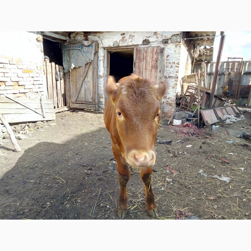 Фото 3. Продам тёлку на корову от хорошей дойной мамы