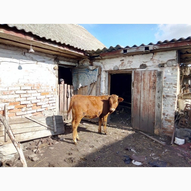 Фото 4. Продам тёлку на корову от хорошей дойной мамы