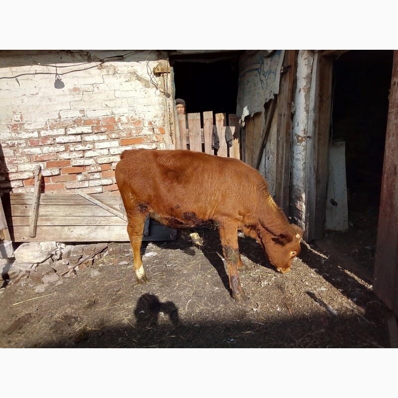 Фото 5. Продам тёлку на корову от хорошей дойной мамы