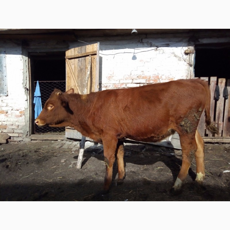 Фото 6. Продам тёлку на корову от хорошей дойной мамы