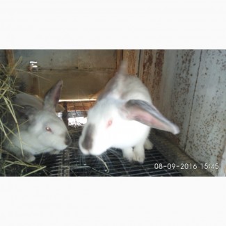 Кролики Хіплюс