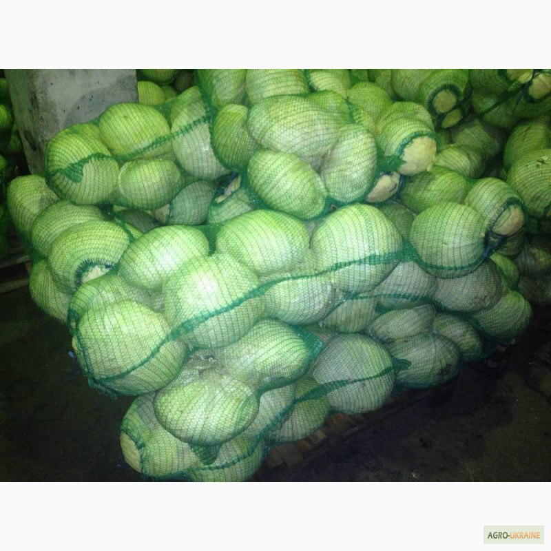 Фото 2. Продам капусту белокачанную, пекинскую от 5 тон
