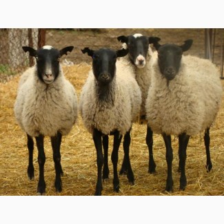 Куплю овец романовской породы оптом