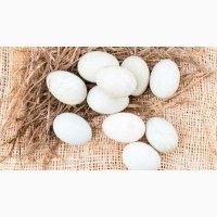 Продам інкубаційні яйця качок. Інкубаційні яйця качок Мулард
