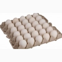 Купити Яйце Бройлер Росс 308. Продам інкубаційні яйця Росс 308