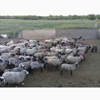 Продам овец романовская порода 240 голов