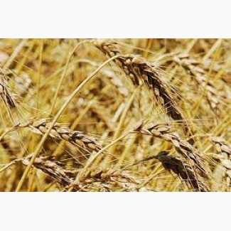 Закупаем Пшеницу 2-6 класса крупным оптом