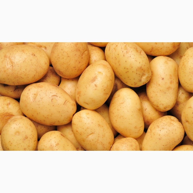 Купить картошку с доставкой. Картофель Ривьера Аризона. Семенной картофель крона. Семена картофеля Ривьера. Семенной картофель Джувел.