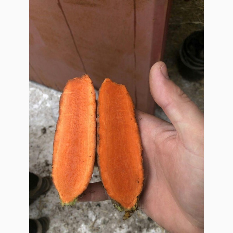 Фото 2. Продажа моркови 1, 2, 3 сорта Абако и Канада