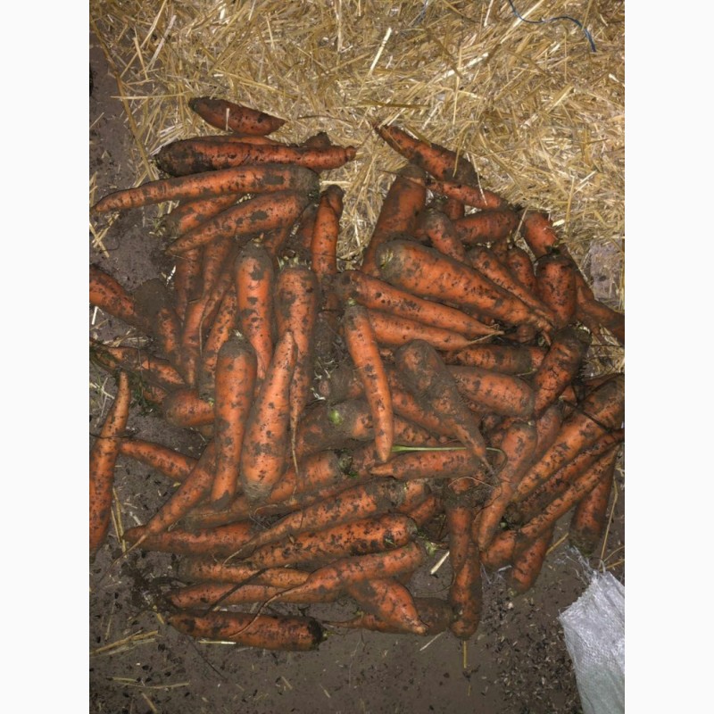 Фото 4. Продажа моркови 1, 2, 3 сорта Абако и Канада